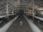 Agrarbetrieb- Farm RINDER- Schweinezucht im Westen der Ukraine